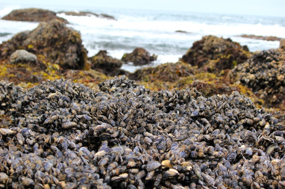 The ocean from a bed of California blue mussels.