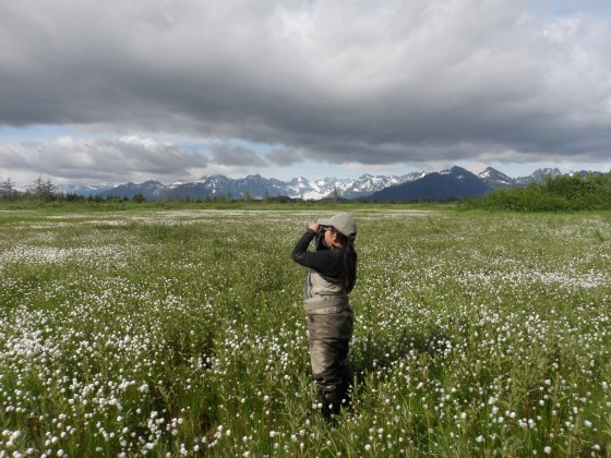 Lesly Birding in a field of Cotton Grass