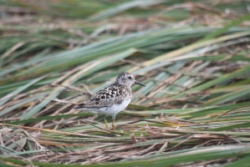 Least Sandpiper, taken by Florence Van Tulder, a graduate student who joined me for a leisure ride in the Siletz Bay NWR.