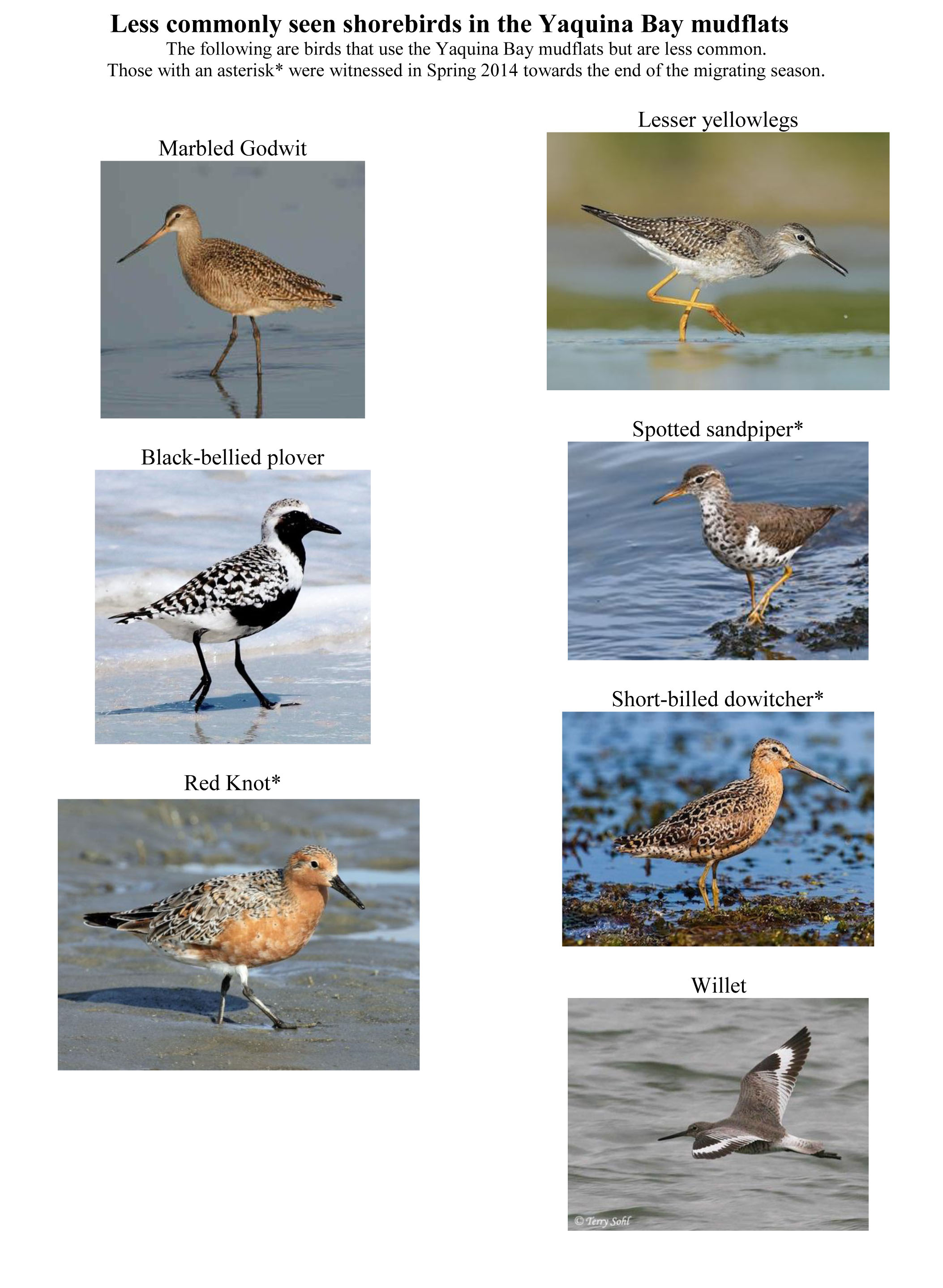 Shore Bird Identification Chart
