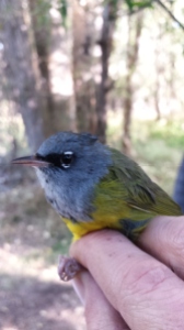 McGillivary's Warbler: you can tell what kind of warbler it is by the disjointed white eye ring. Taken by Kendall Norcott of Klamath Bird Observatory